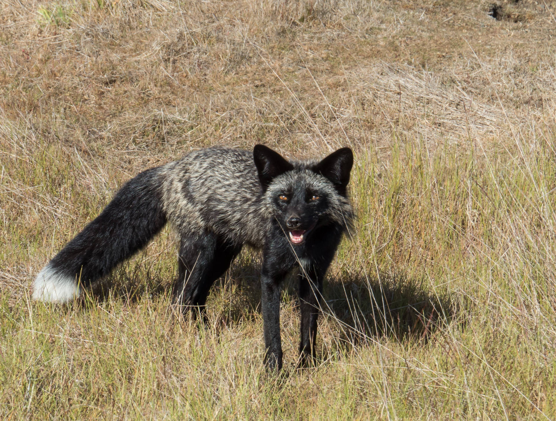 Cute Kawaii Fox In Grass Field Wallpaper