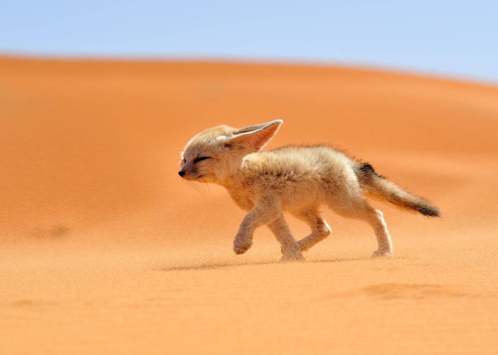 Cute Kawaii Fox Running On Desert Wallpaper