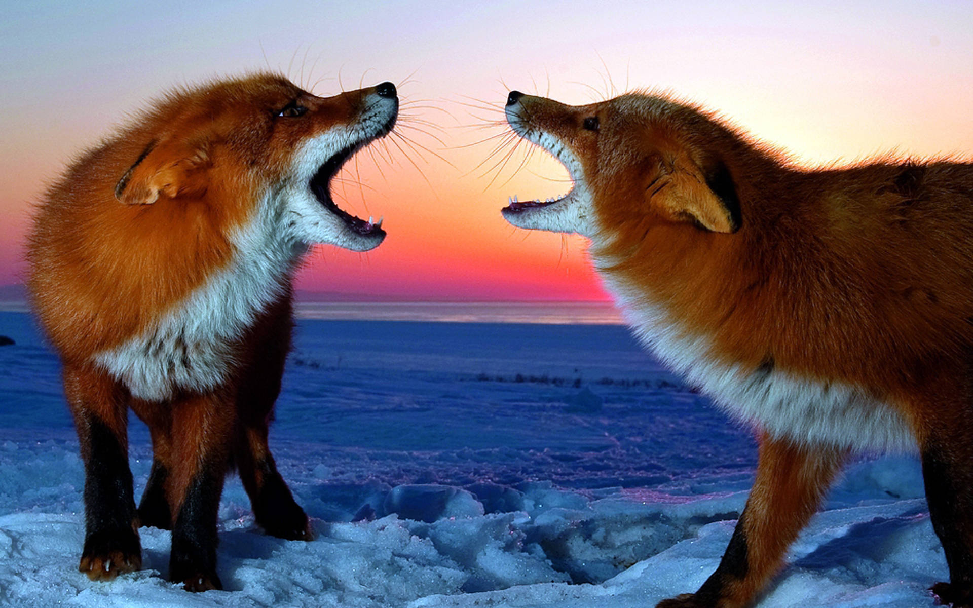 Cute Kawaii Fox Urlando Sfondo