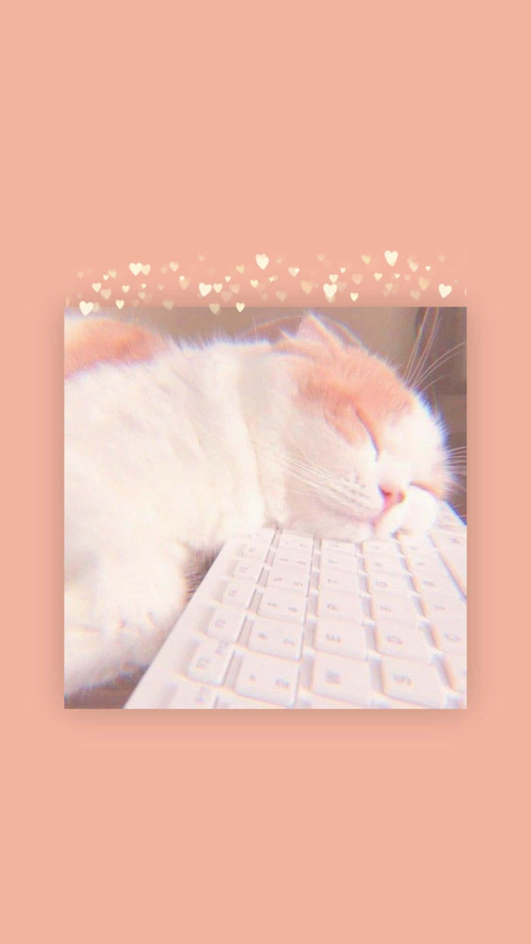 A Cat Is Sleeping On A Keyboard