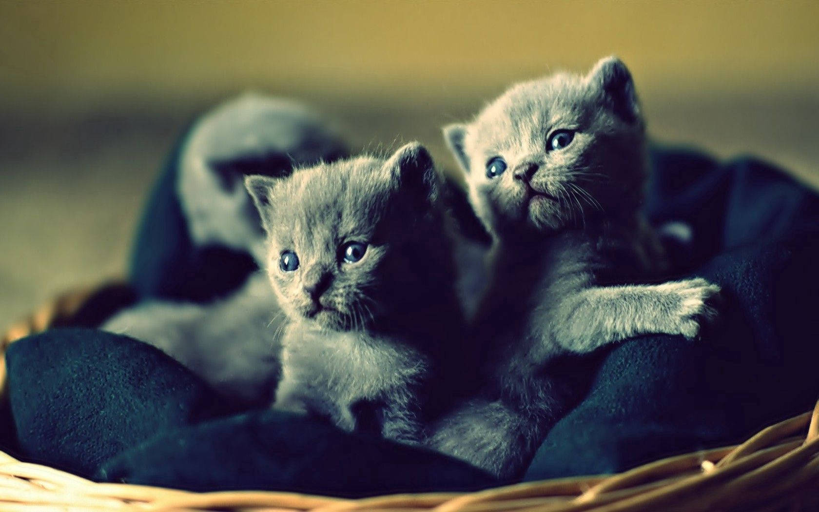 Cute Kitten Babies In A Basket Wallpaper