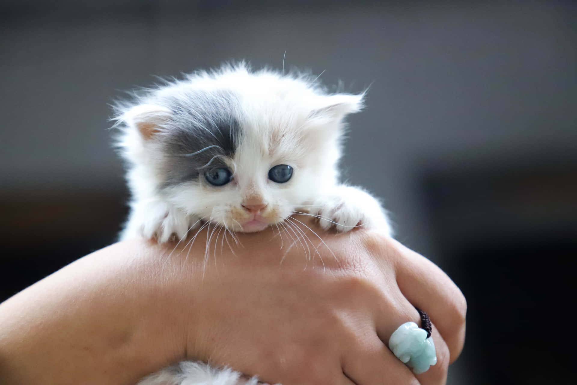 Cute Kitten Billeder 6240 X 4160