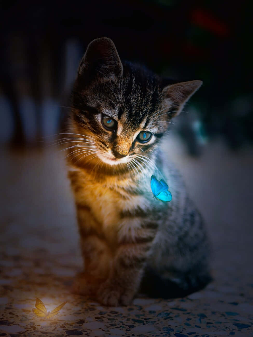 Cute Kitten Billeder