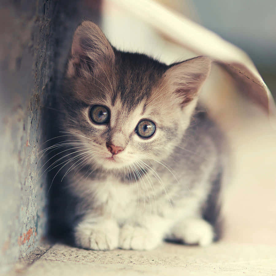 Søde kitten billeder klatrer over en blød grøn væg.