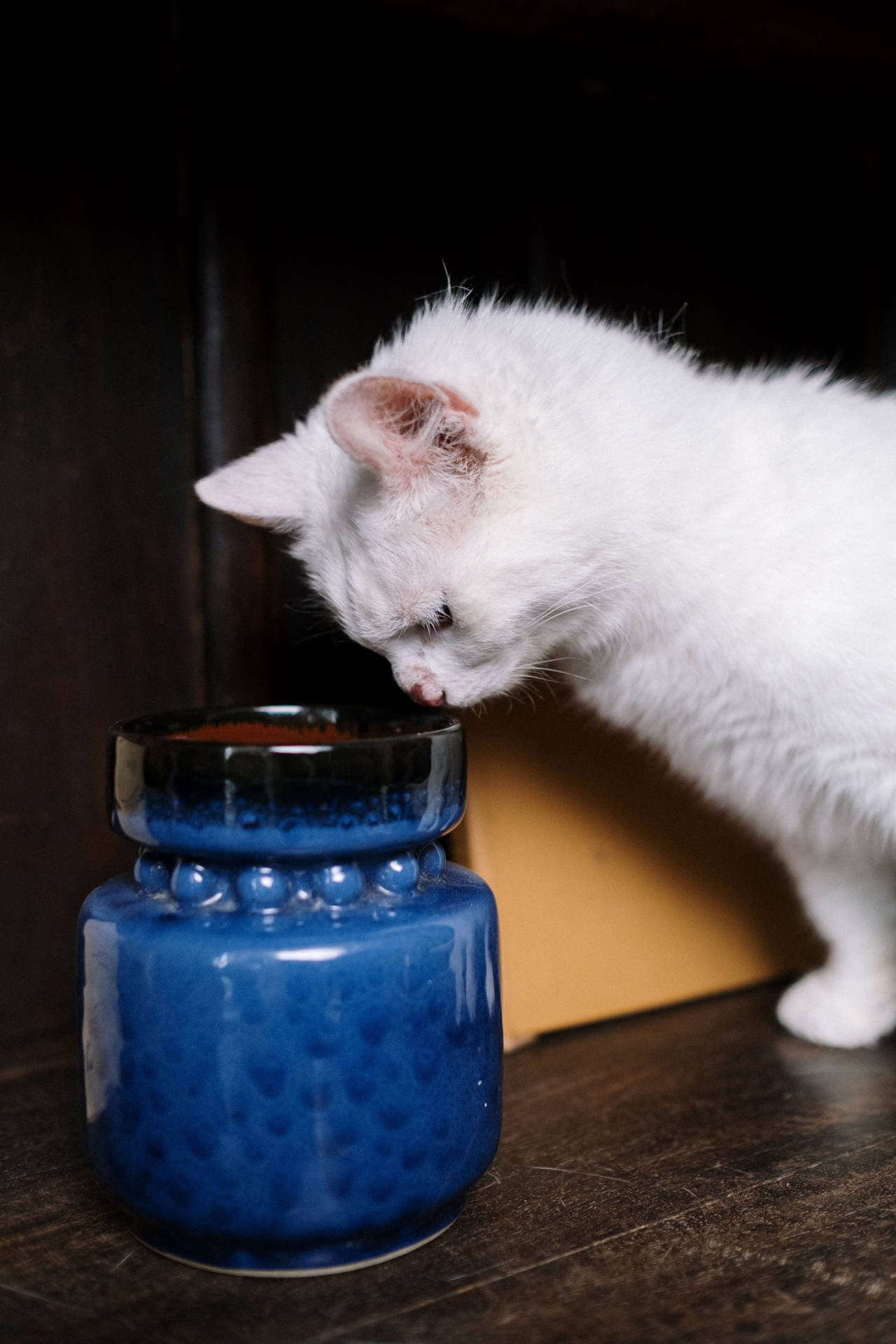 Cute Kitten Blue Jar Wallpaper