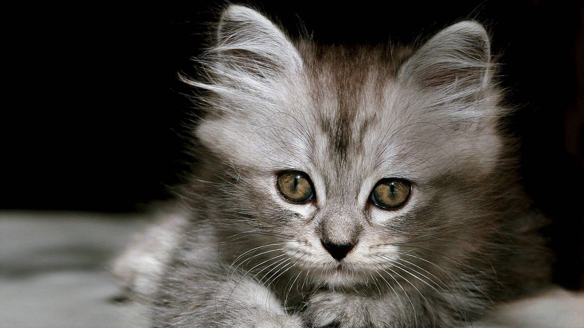 Cute Kitten British Longhair Breed Wallpaper