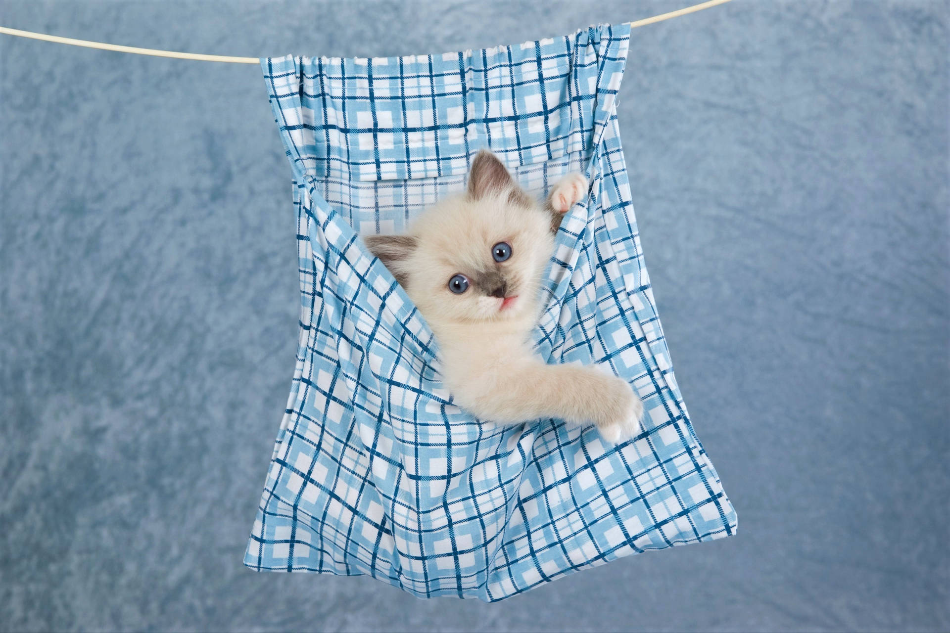 Cute Kitten Clothes Line Wallpaper
