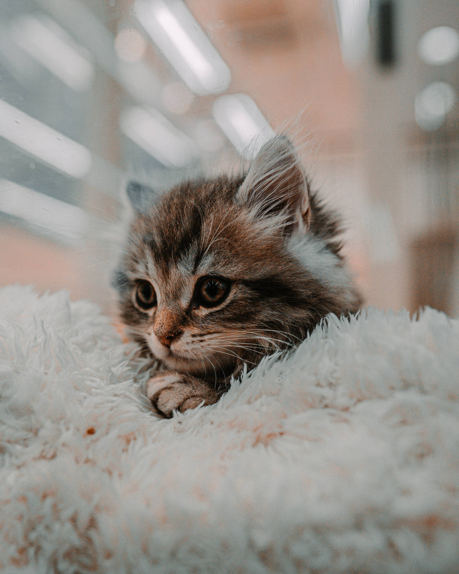 Cute Kitten Cozy Fur Sheet Wallpaper