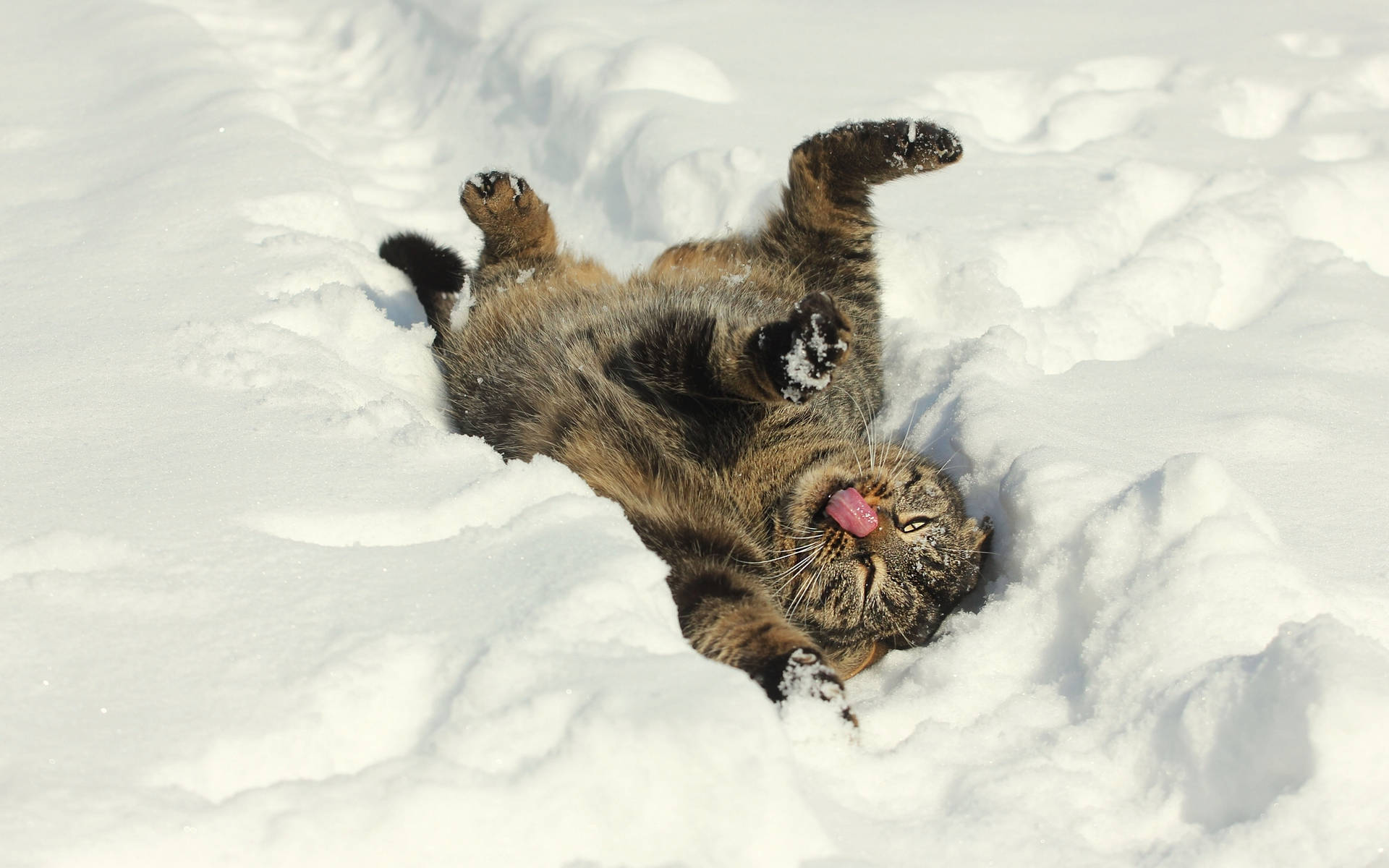 Cute Kitten In Snow Wallpaper