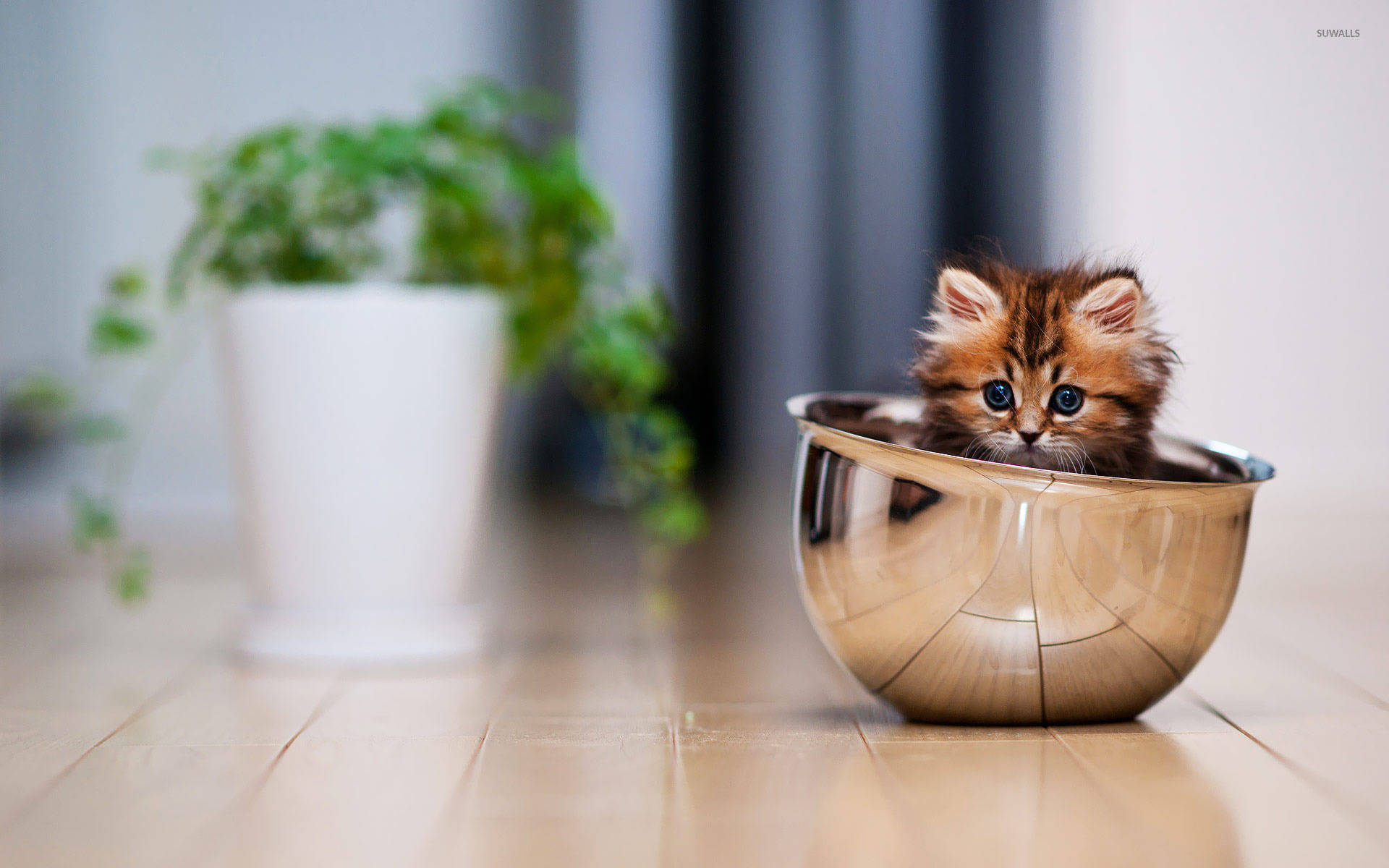 Cute Kitten Inside Silver Bowl Wallpaper