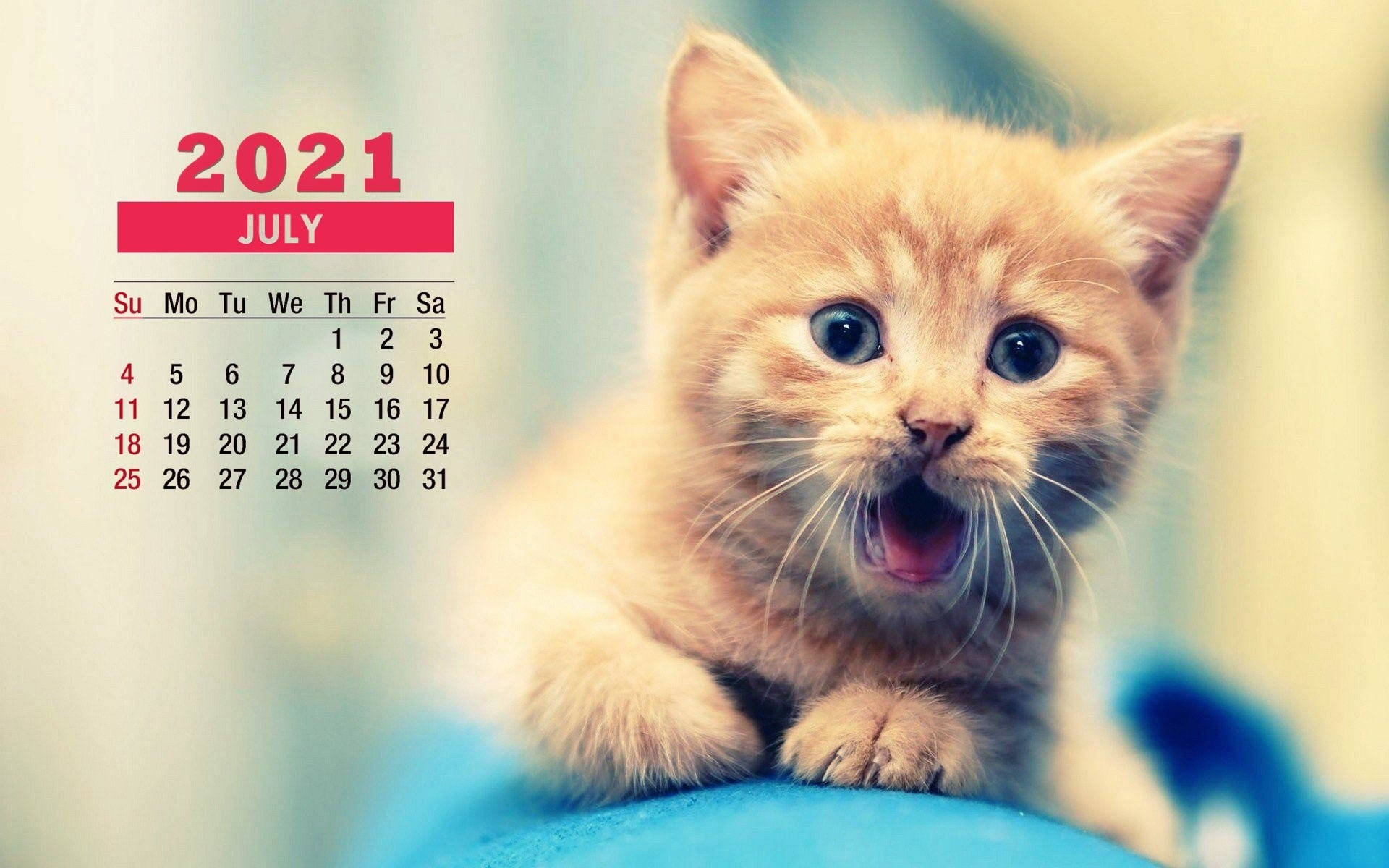 Enjoy the sunshine with this adorable kitten in July! Wallpaper