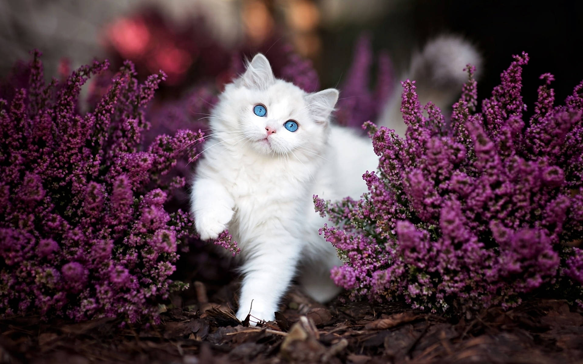 Cute Kitten Lavender Path Wallpaper