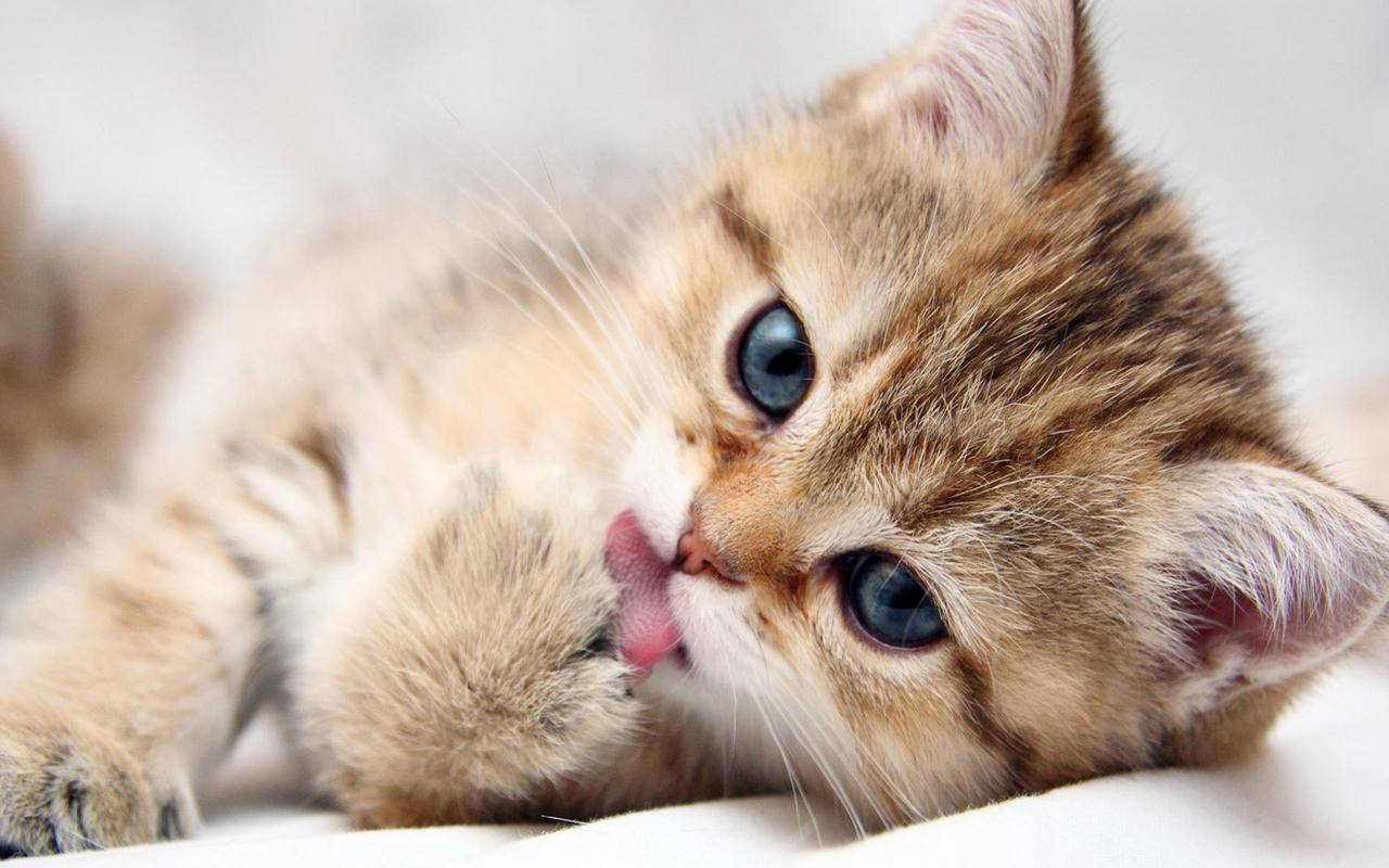 Sötkattunge Som Slickar Sina Tassar. (this Would Be A Suitable Caption For A Wallpaper Featuring An Image Of A Cute Kitten Licking Its Paws) Wallpaper