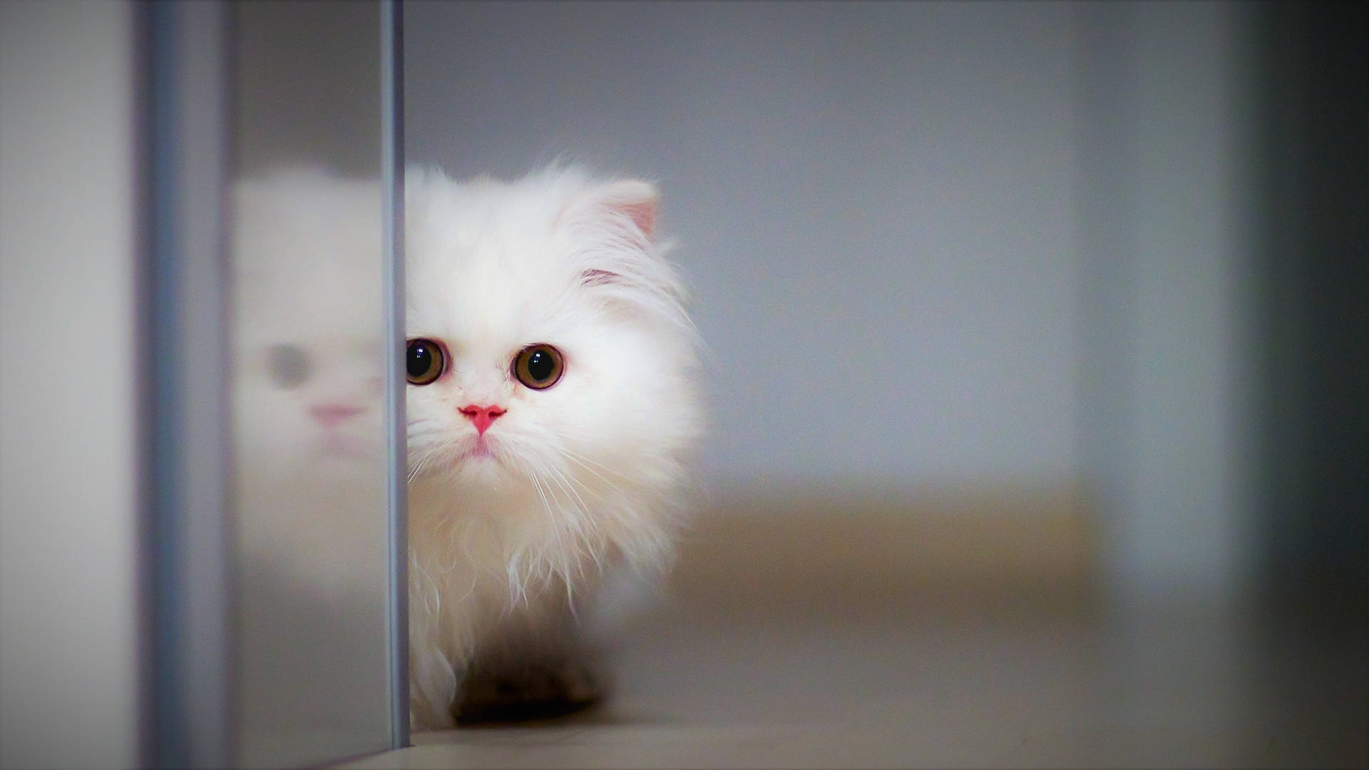 Cute Kitten Near Glass Panel Wallpaper