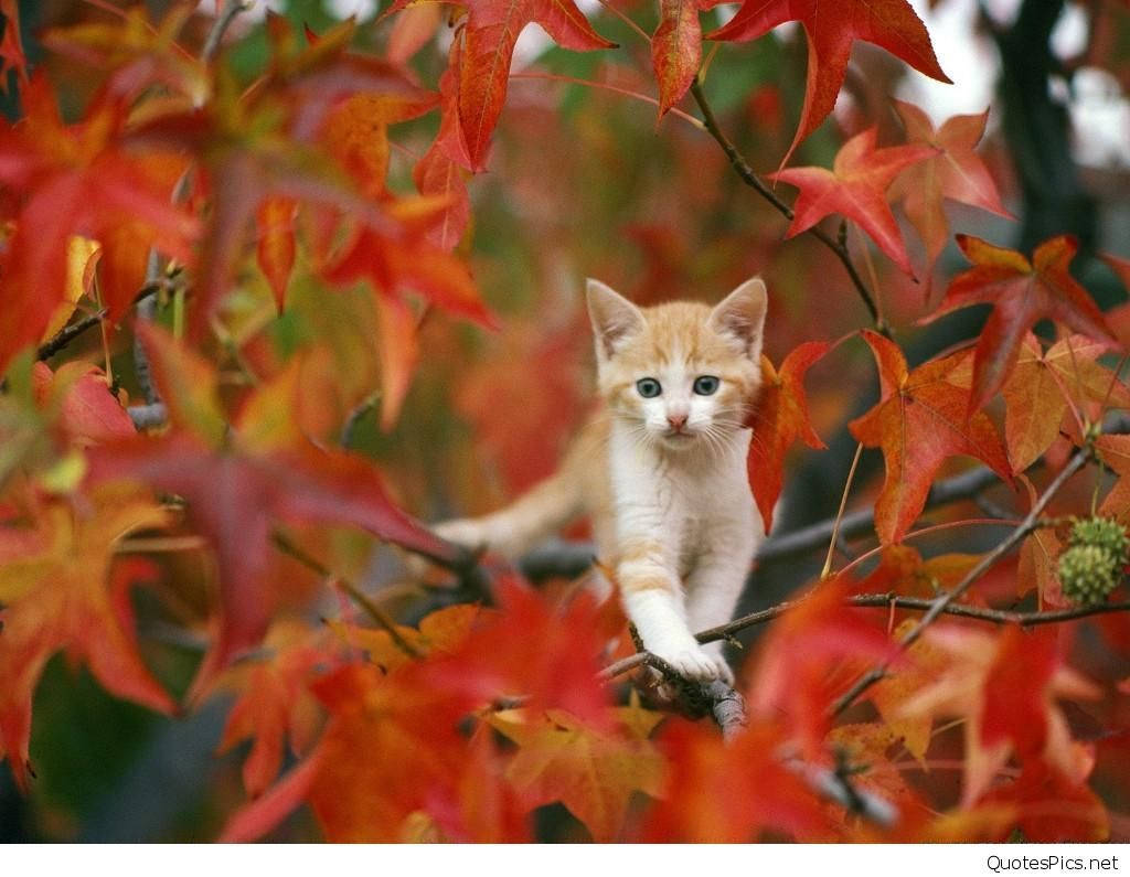 A cute kitten walking on thin branches of a red tree during autumn season.