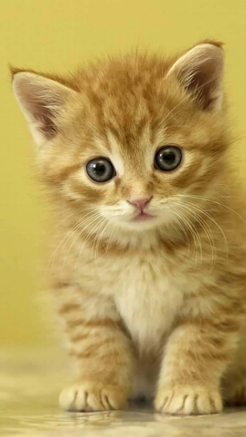 Download Cute Kitten Pictures | Wallpapers.com