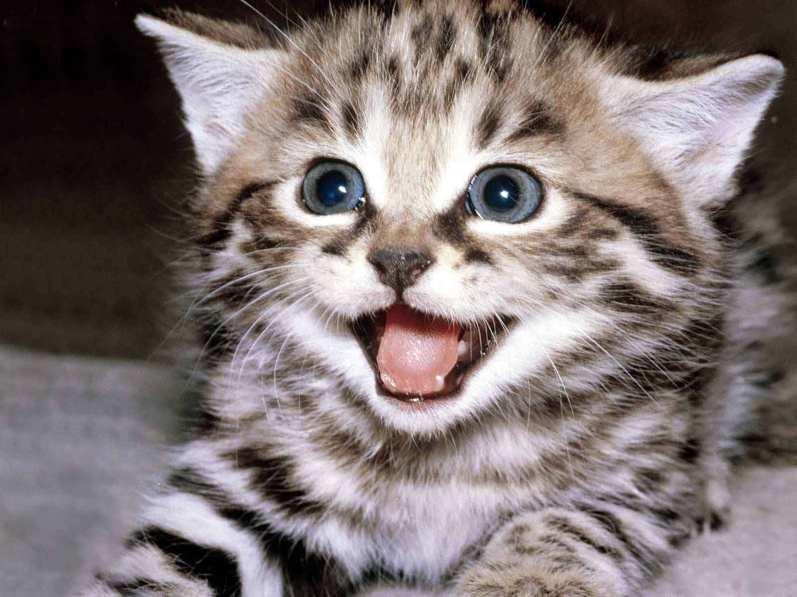 Cute Kitten Pictures