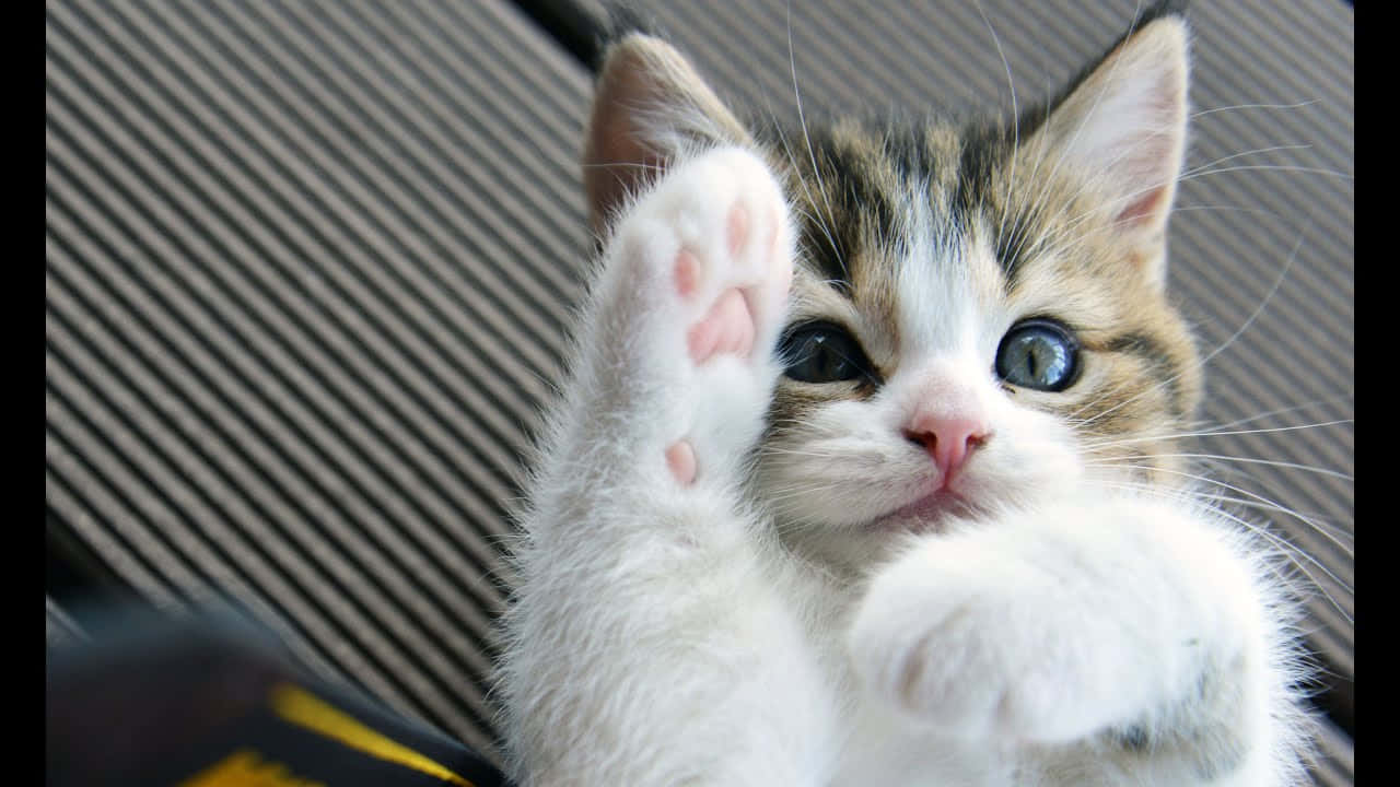 Cute Kitten Pictures