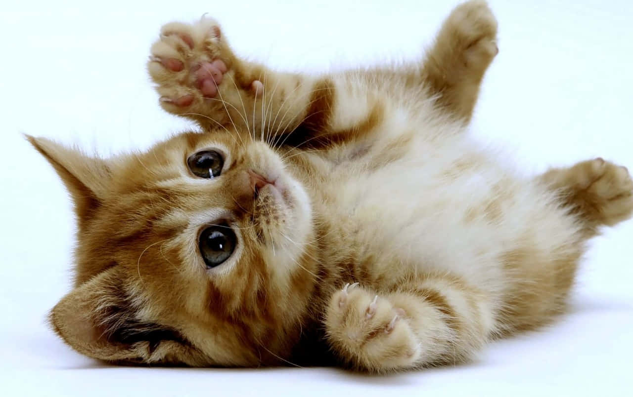 Cute Kitten Pictures
