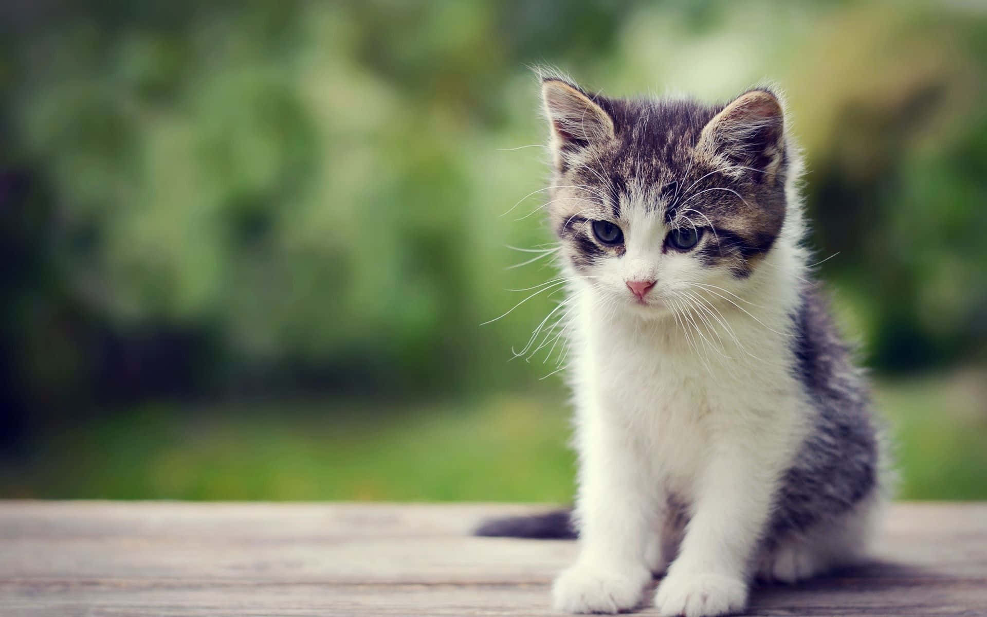 Cute Kitten Pictures