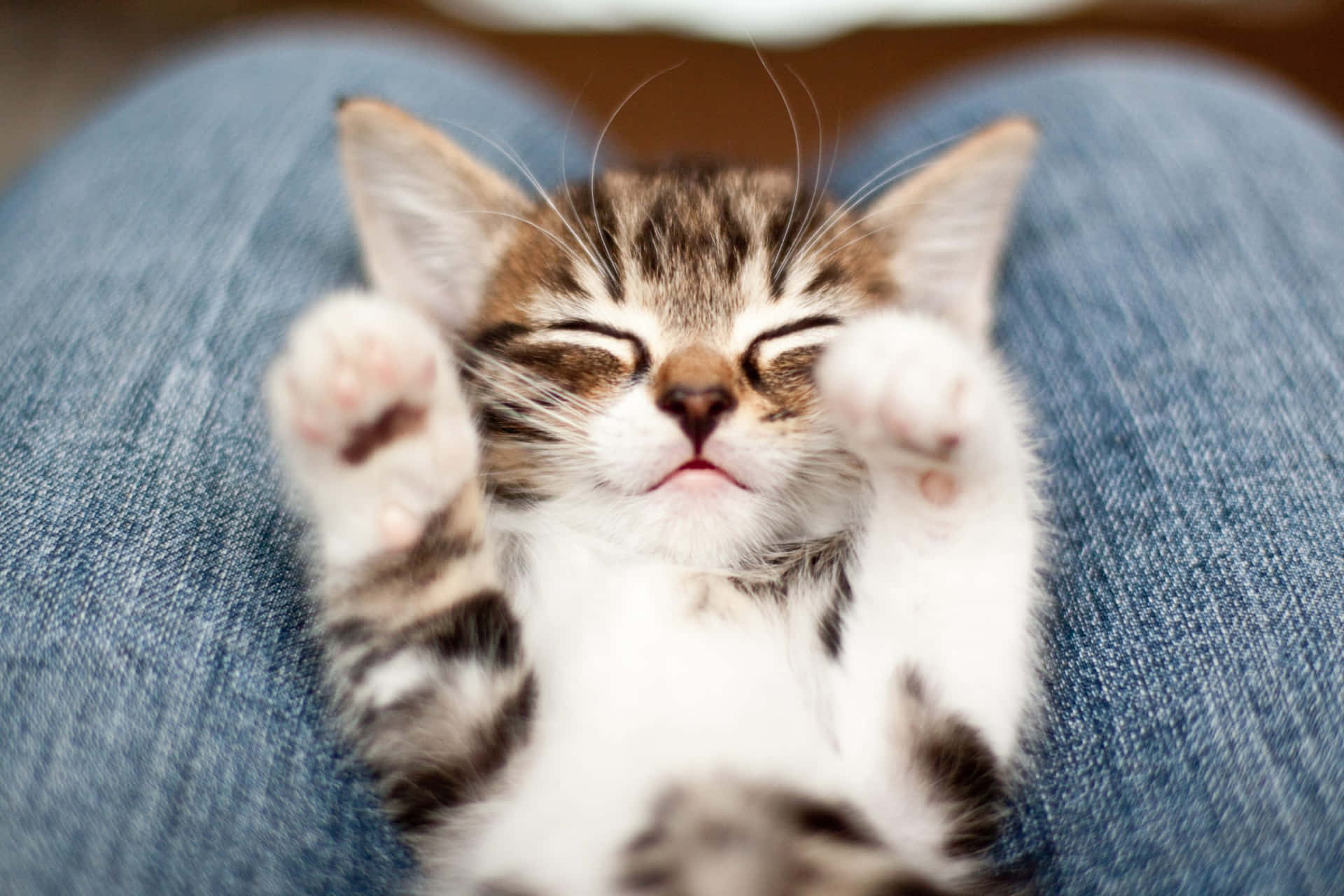 Cute Kitten Pictures