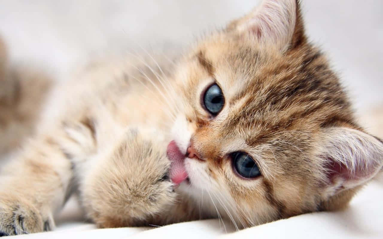 Cute Kitten Pictures