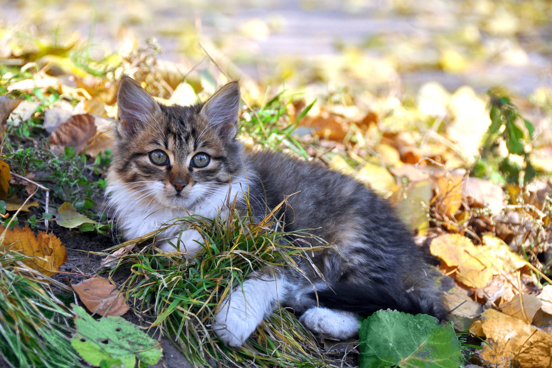 Cute Kitten Pile Of Leaves Wallpaper