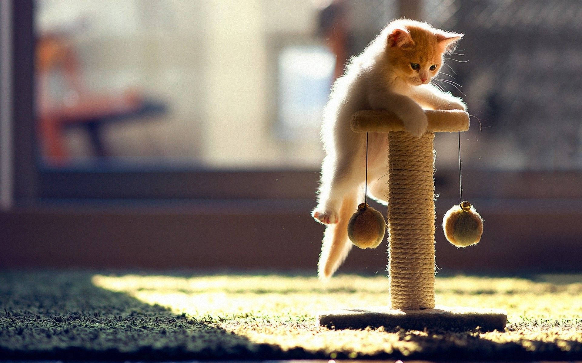 Cute Kitten Playing Wallpaper