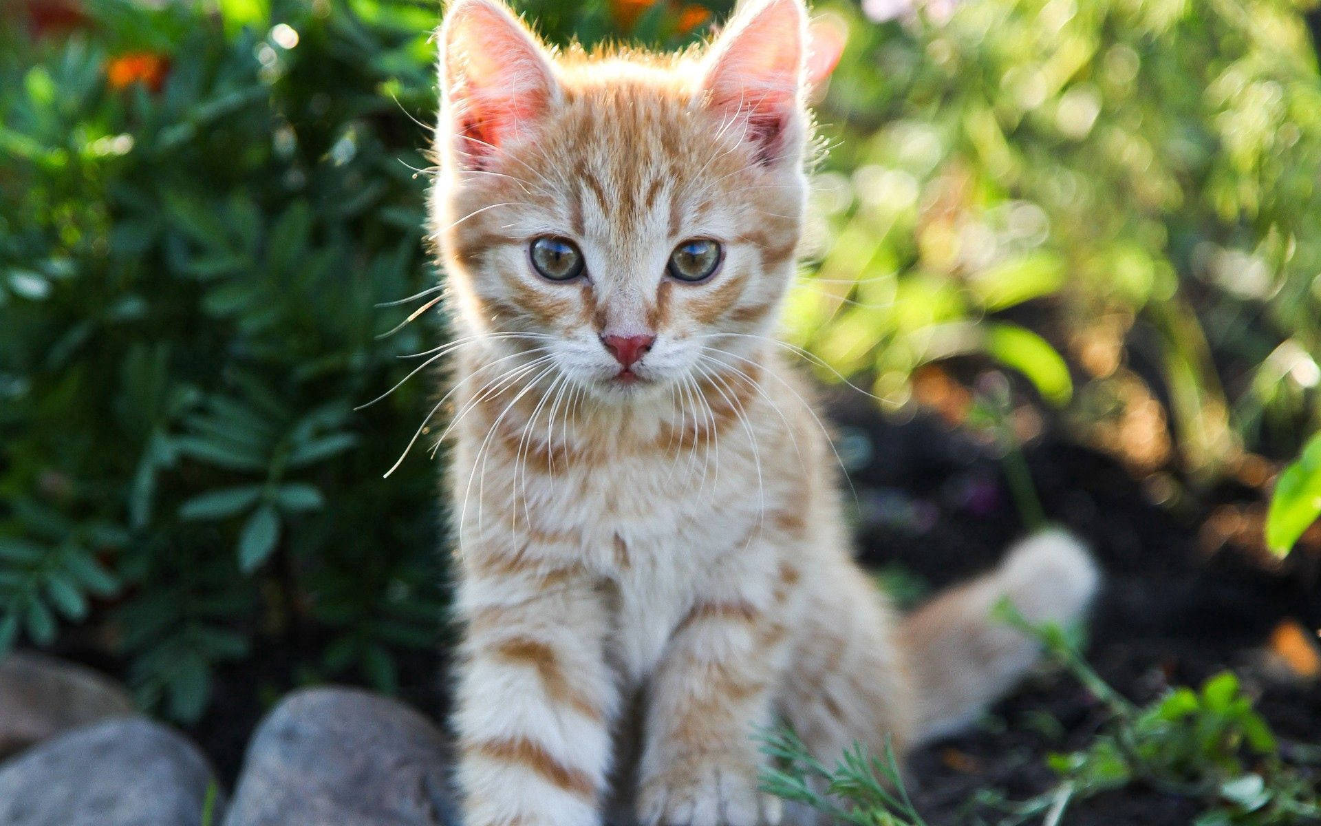 Cute Kitten Sitting In A Garden Wallpaper