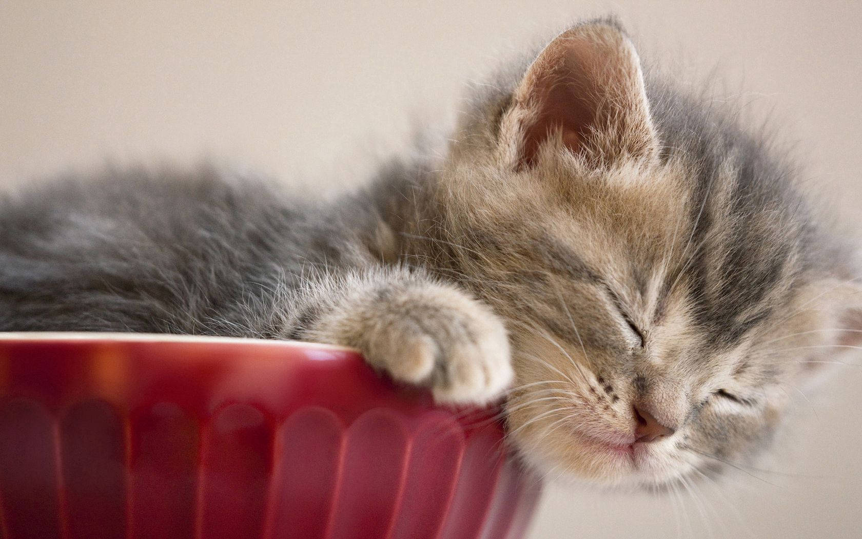 Cute Kitten Sleeping In Cup Wallpaper