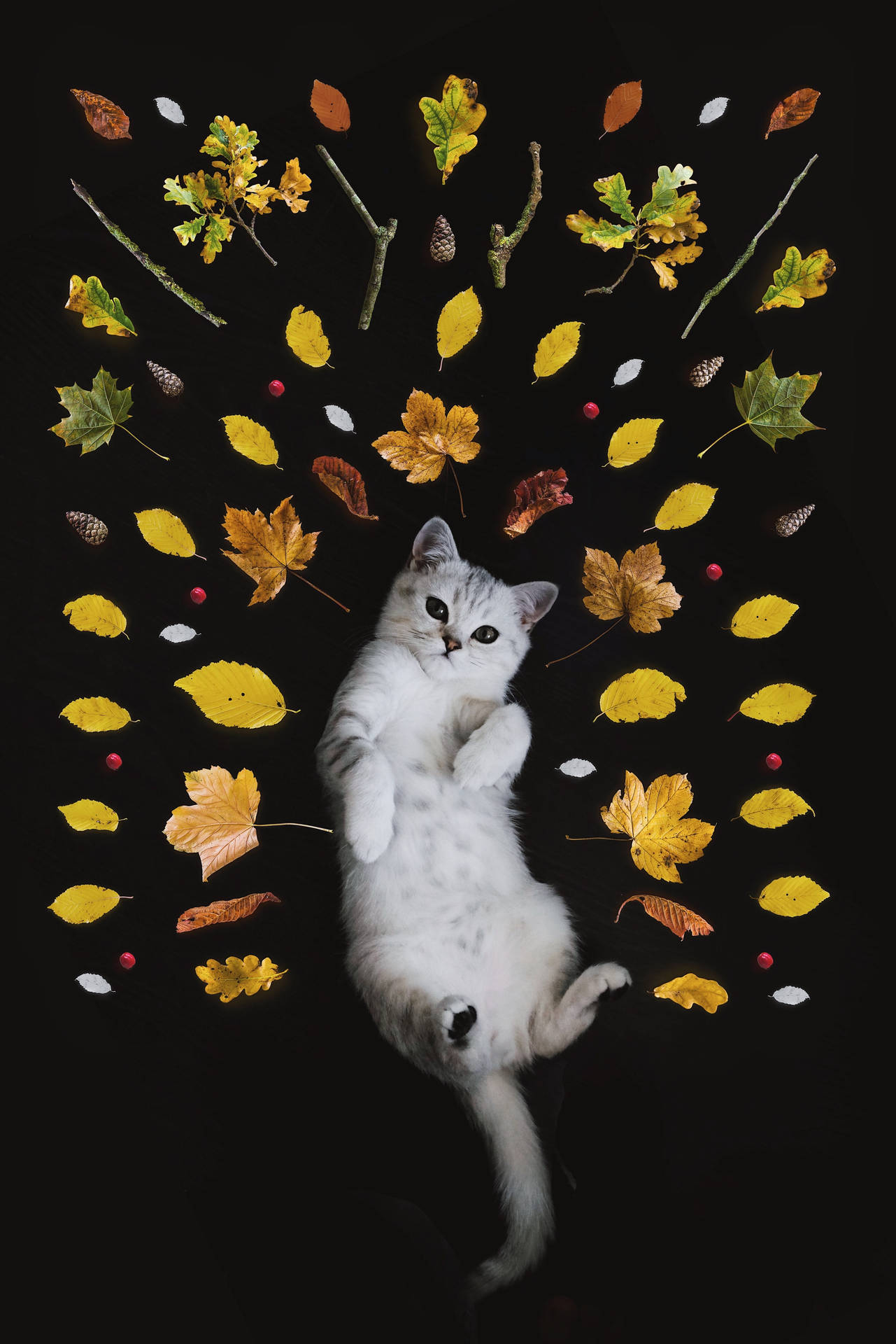 Cute Kitten Surrounded By Leaves Wallpaper