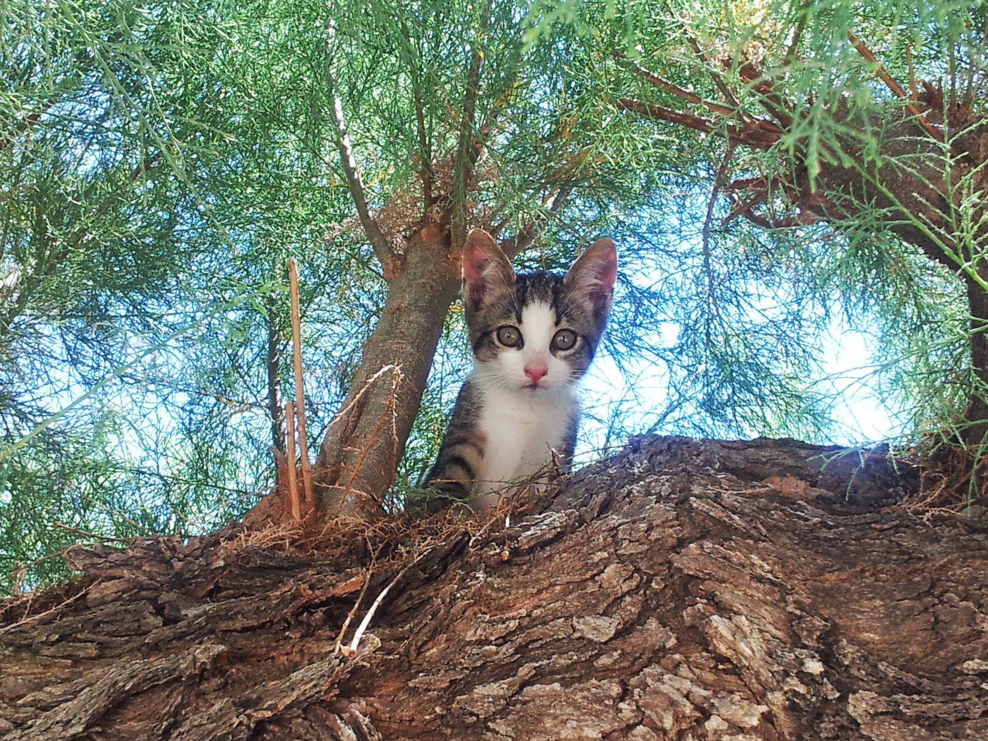 Cute Kitten Tree Looking Down Wallpaper