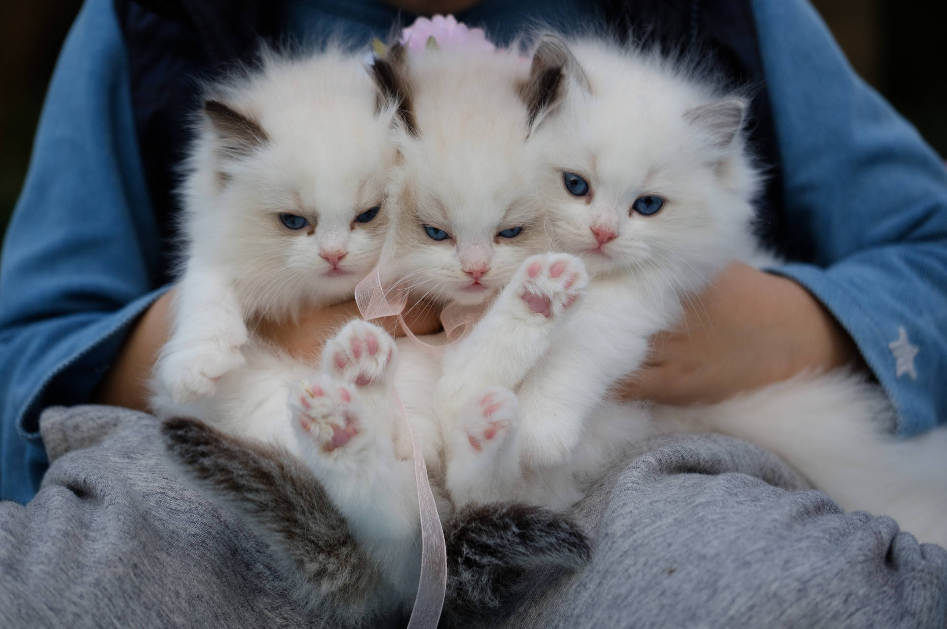 Cute Kitten Trio Blue Eyes Wallpaper