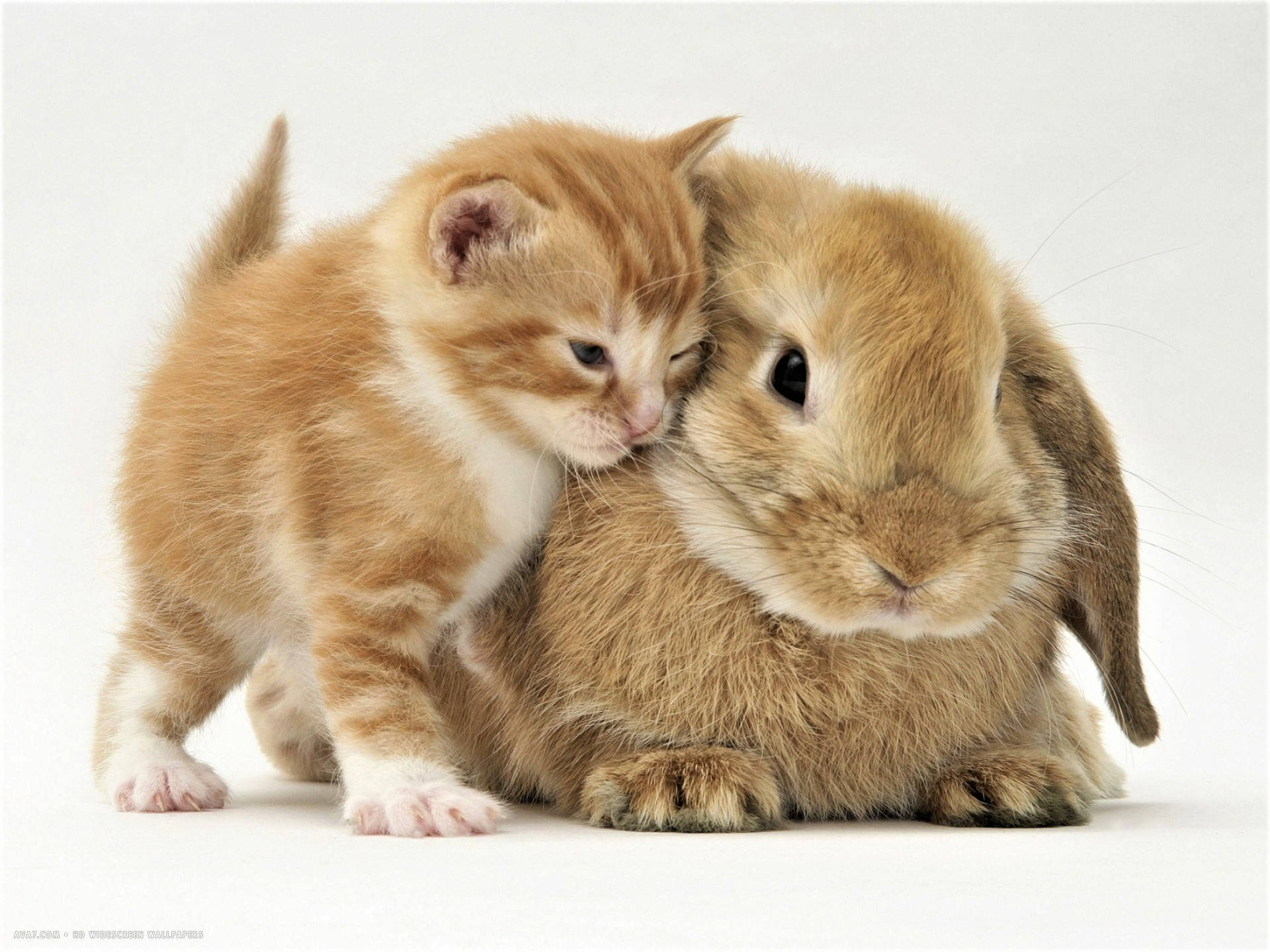 Cute Kitten With Adorable Bunny Wallpaper