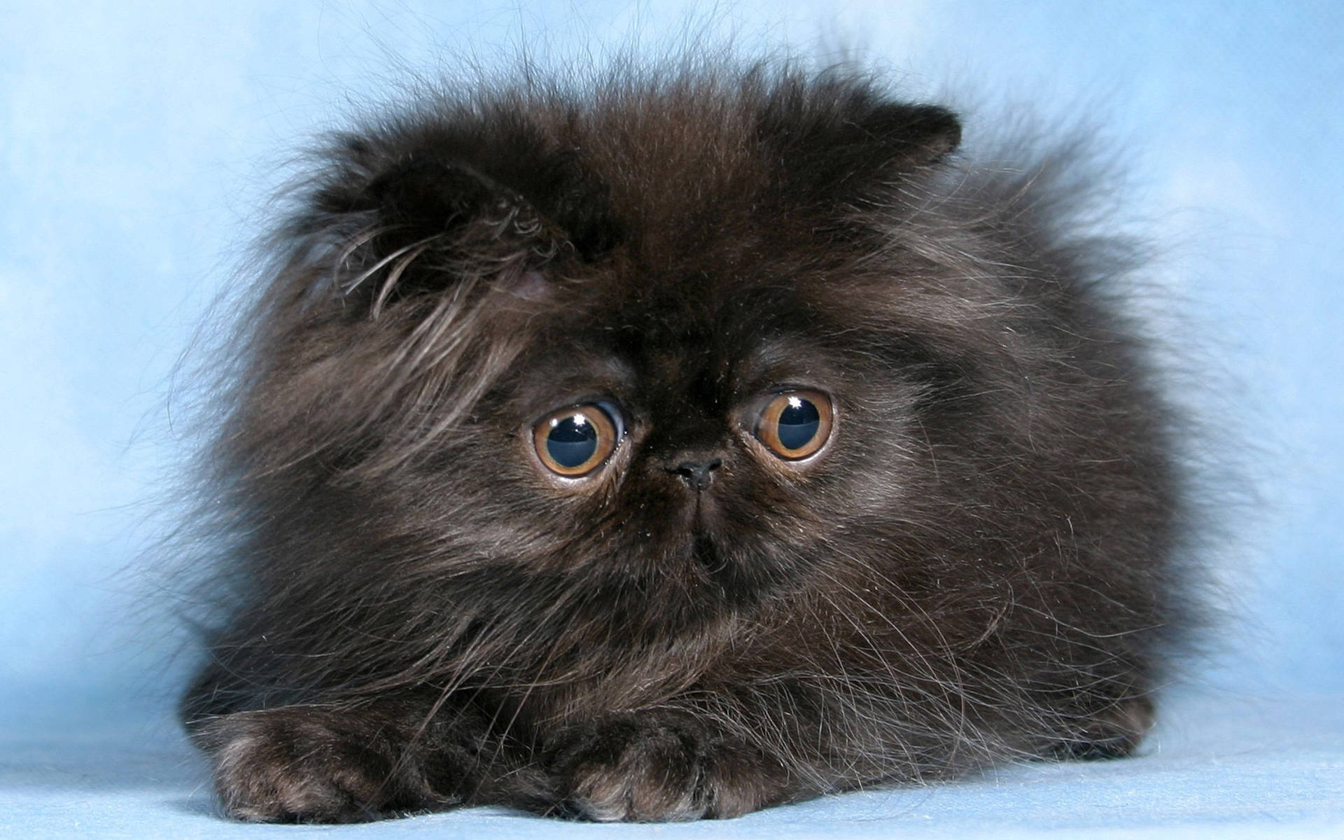 Cute Kitten With Fuzzy Fur