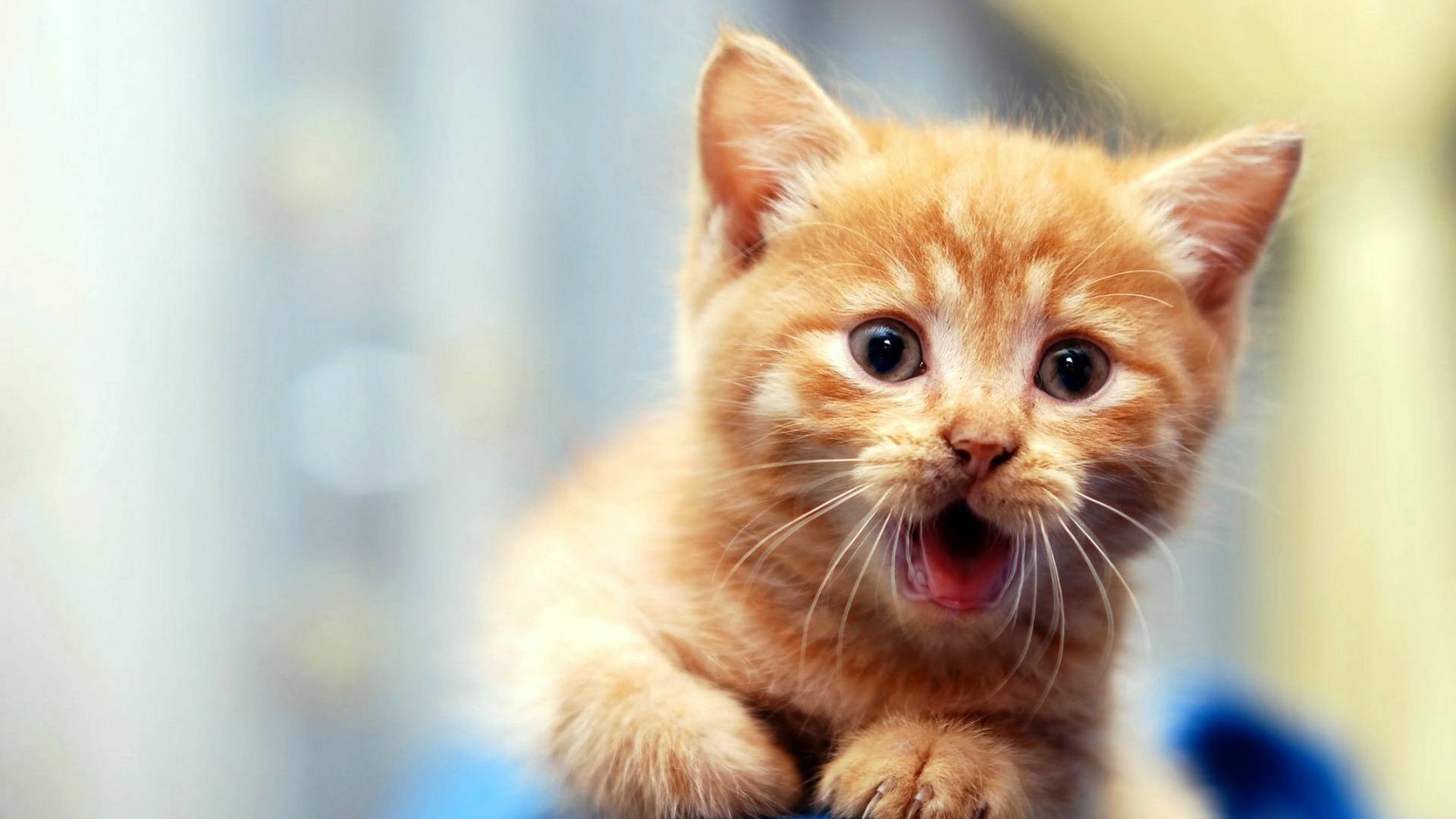 Cute Kitten With Mouth Open Wallpaper