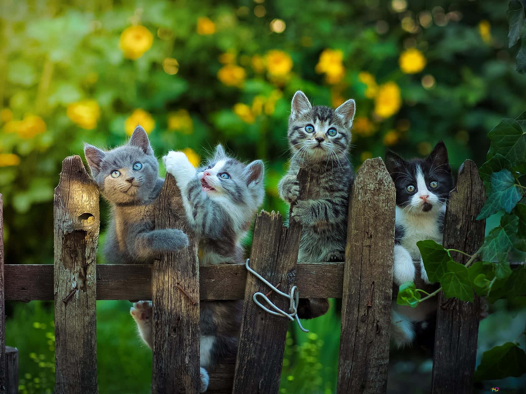 Cute Kittens On Brown Wooden Fence Wallpaper