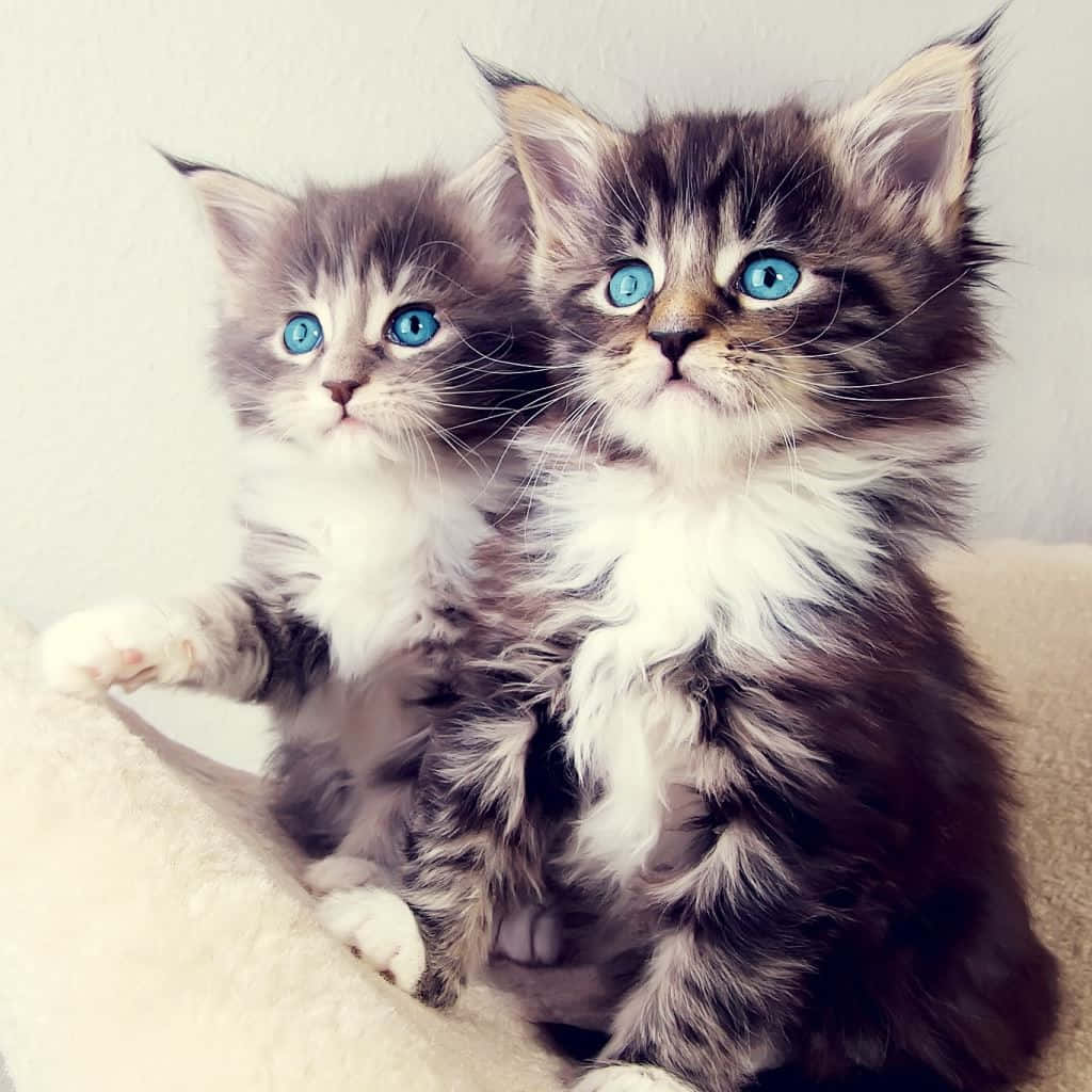 Two Kittens With Blue Eyes Sitting On A Couch