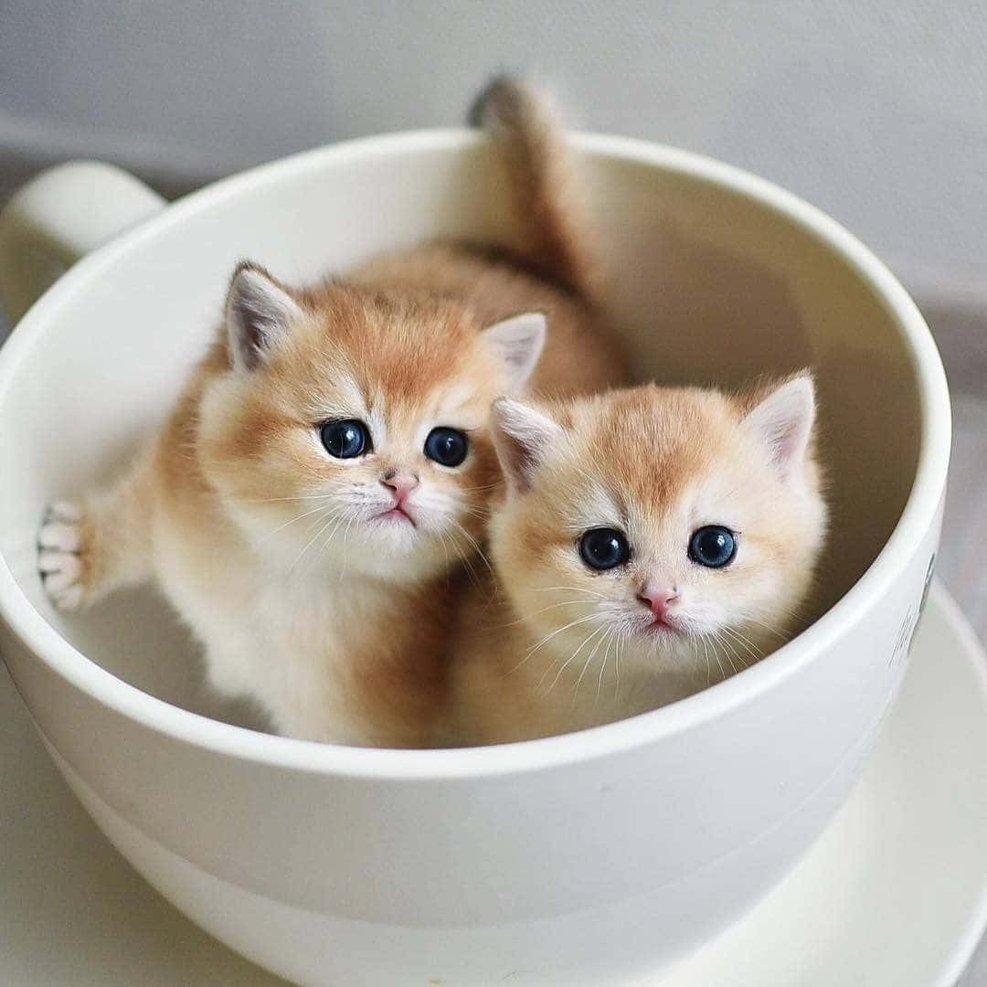 Cute Kittens In Cup Picture