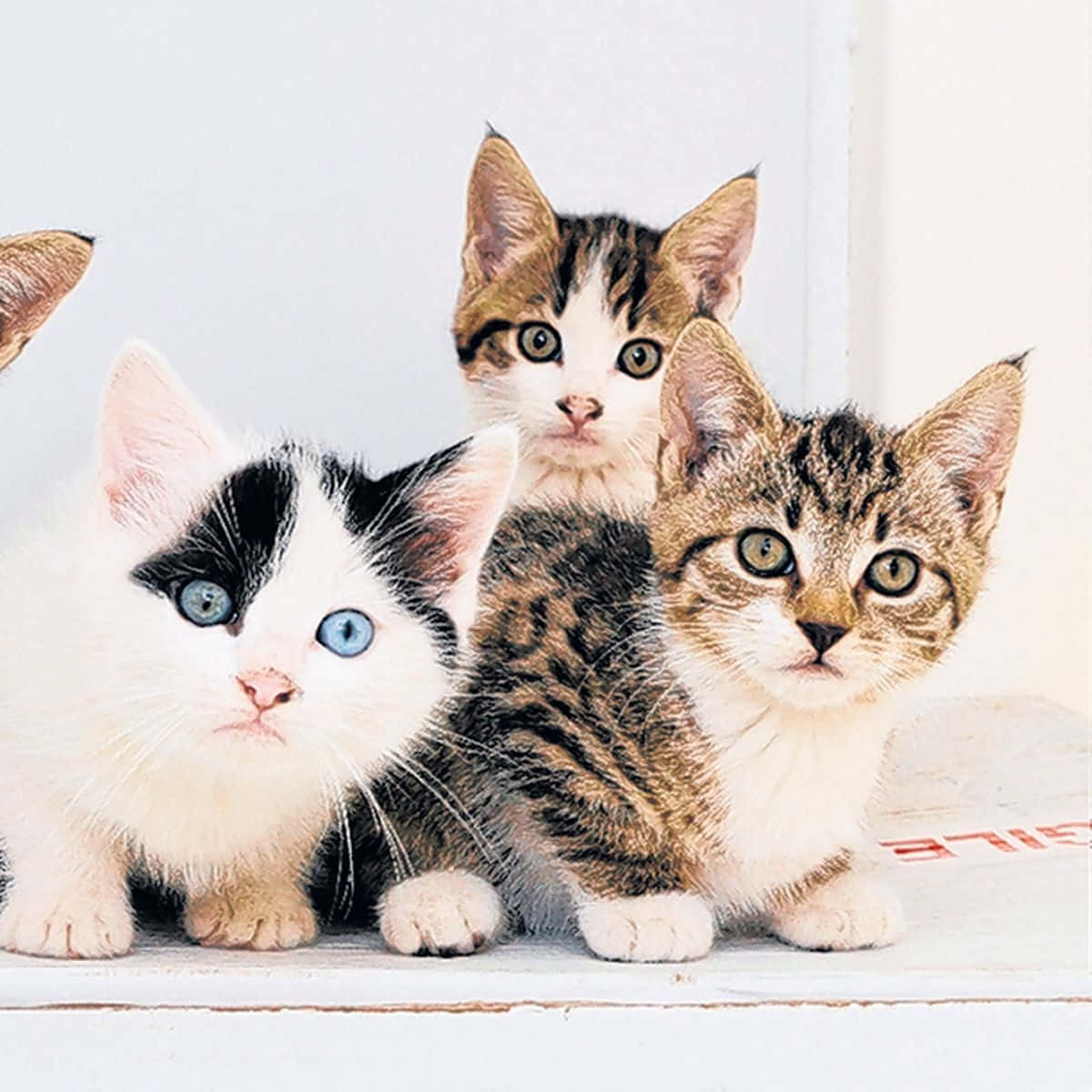 Four Kittens With Blue Eyes Are Sitting On A White Table