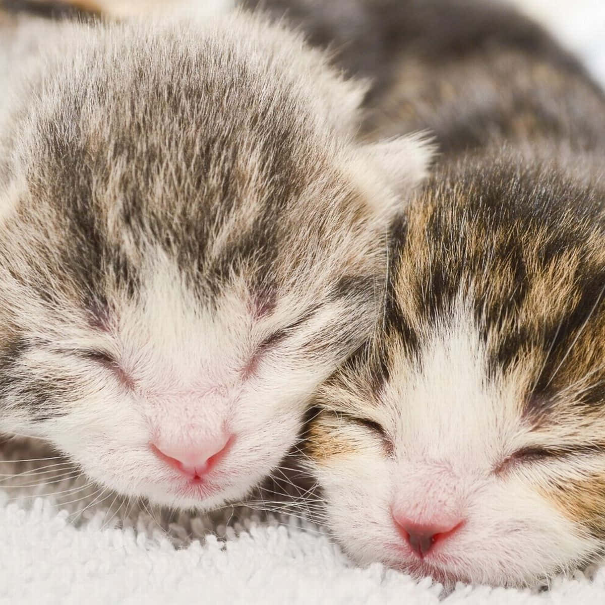 Newborn Cute Kittens Close Up Picture