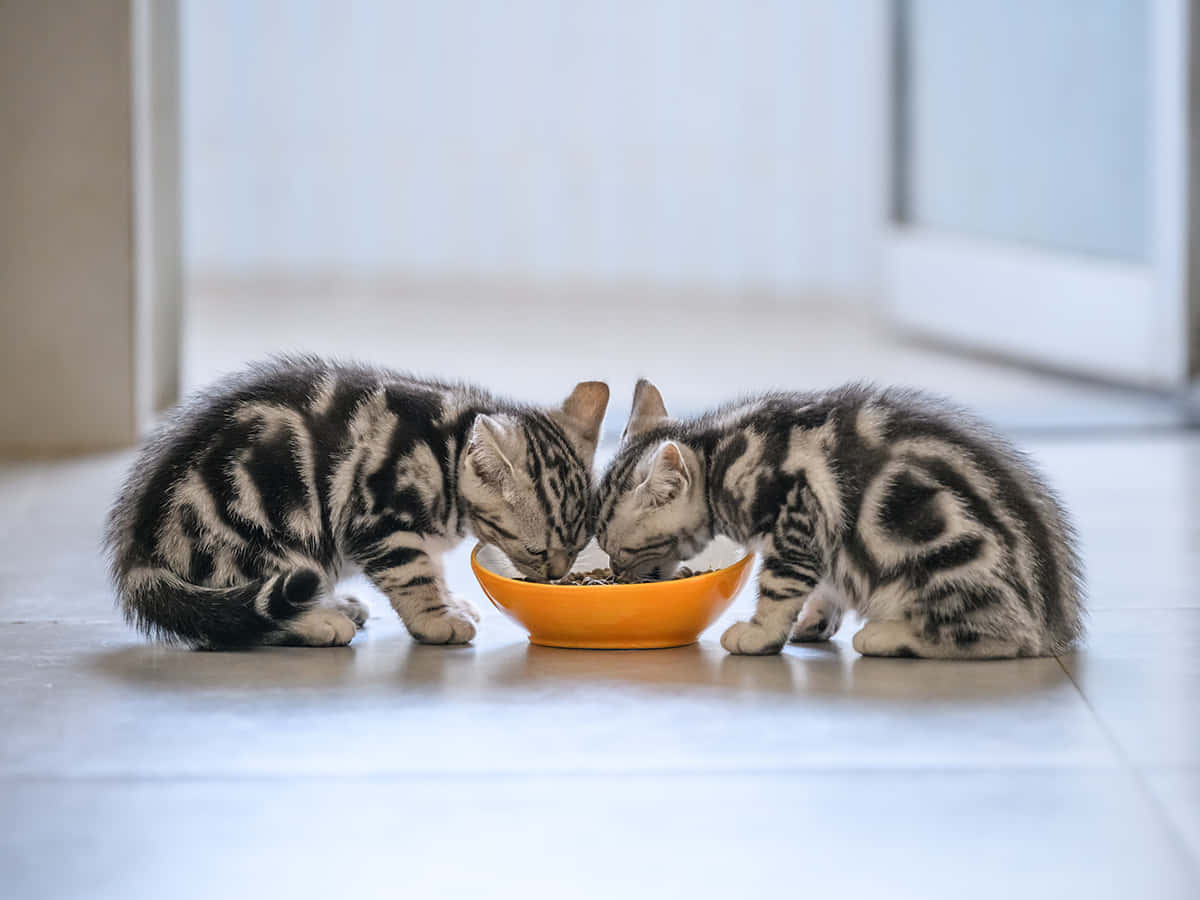 Two Kittens Eating From An Orange Bowl