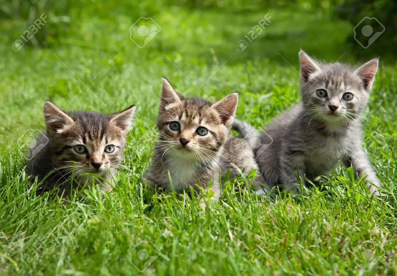 Three Kittens Sitting In The Grass Stock Photo - 6279