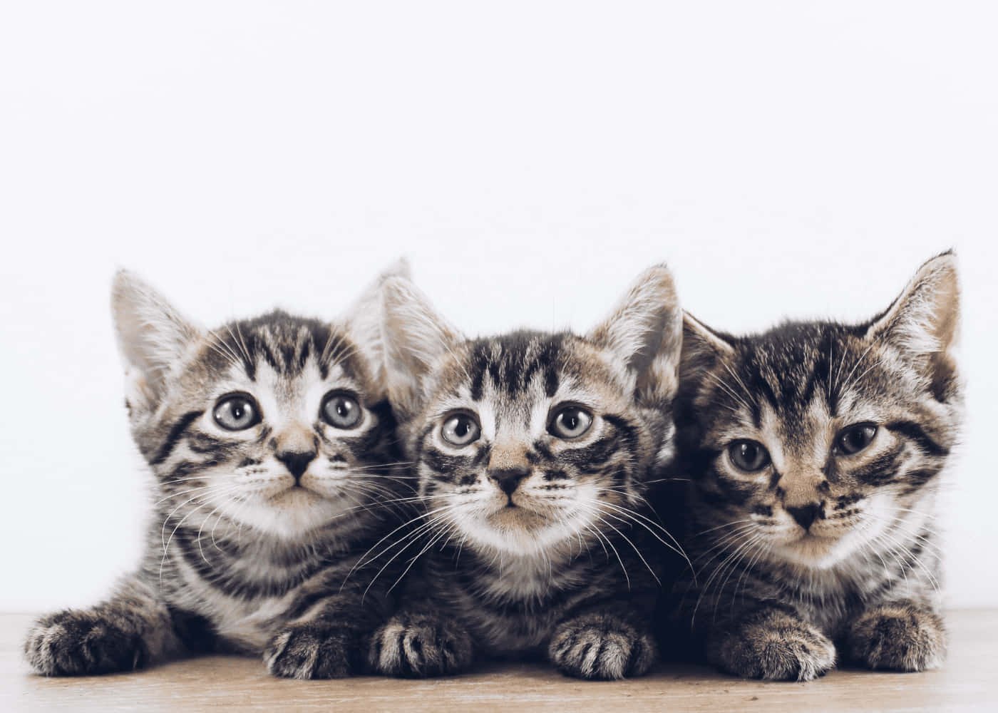 Three Kittens Looking At The Camera