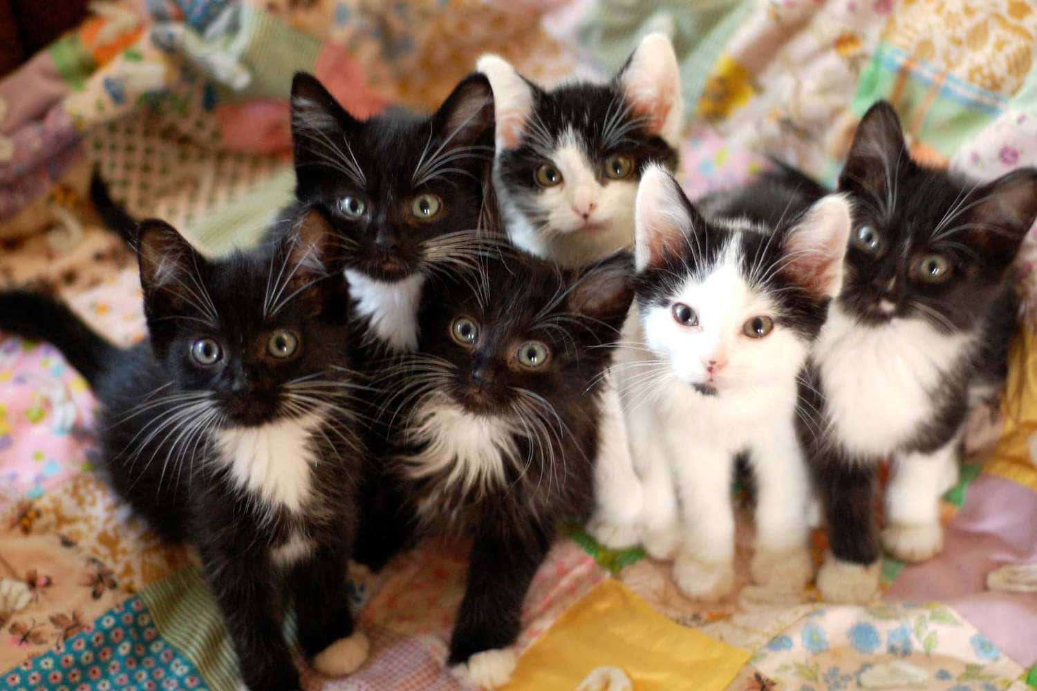 Cute Kittens Looking Up Picture
