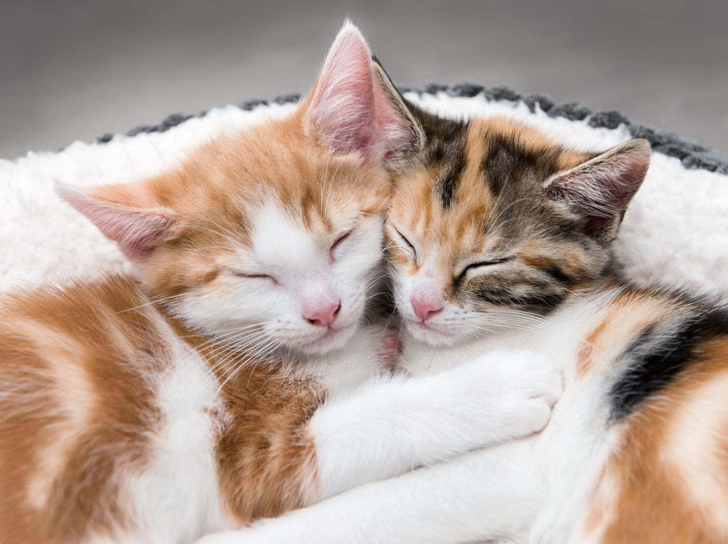 Two Kittens Are Sleeping In A Bed