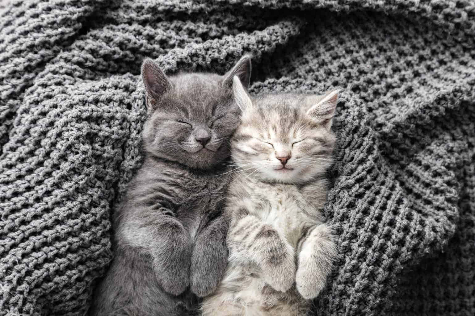 Grey And White Cute Kittens Sleeping Picture