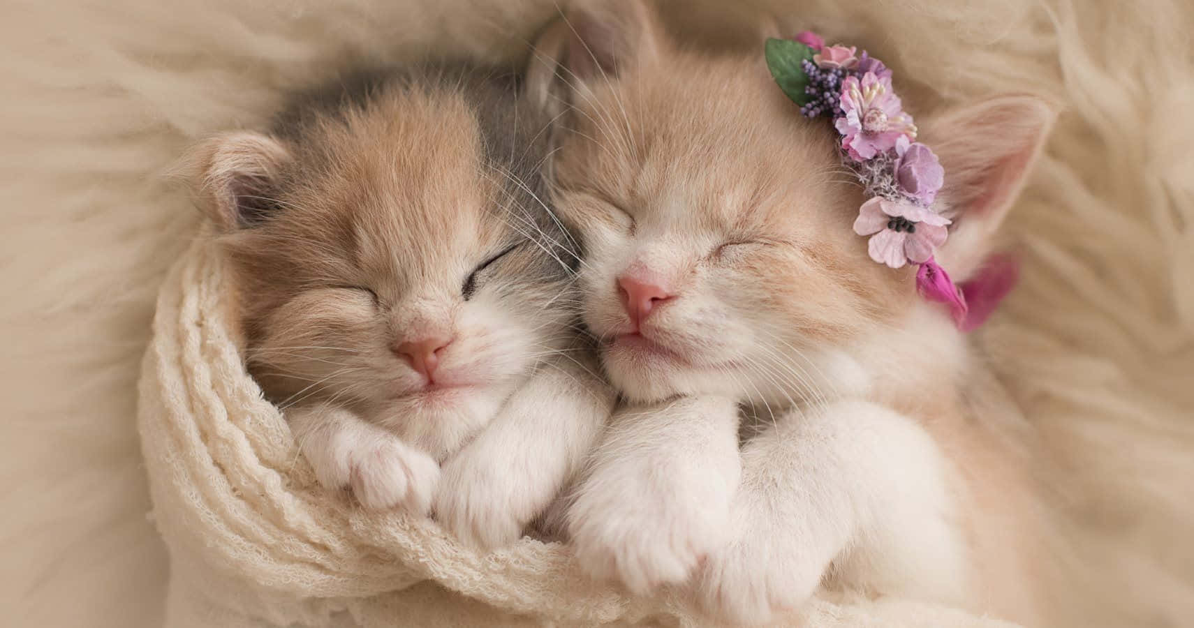 Cute Kittens Sleeping With Flower Picture