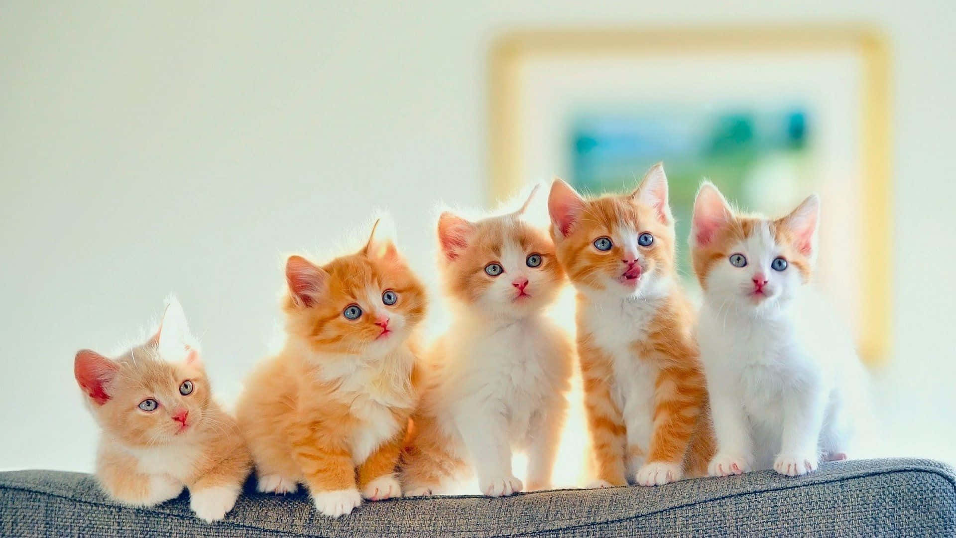 Einegruppe Von Kätzchen Sitzt Auf Einer Couch.