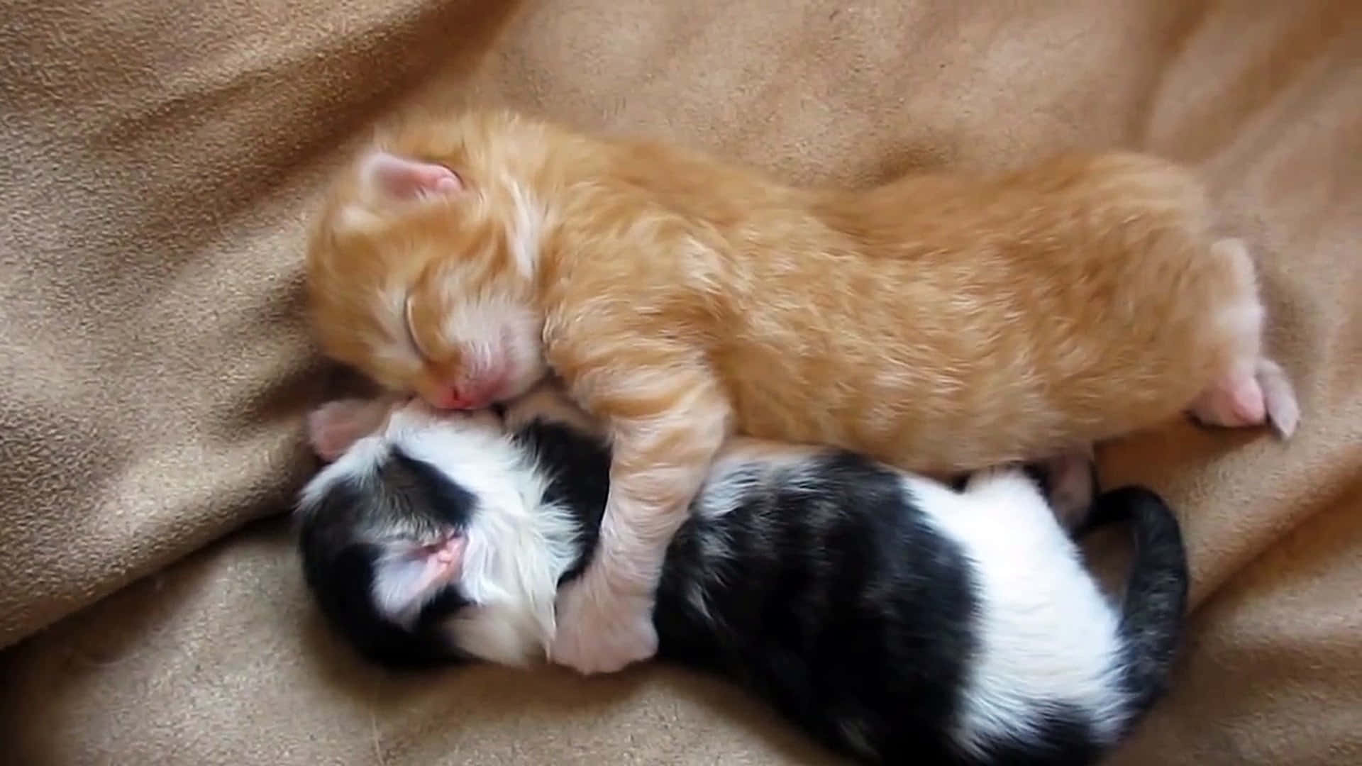 Two Newborn Cute Kittens Picture